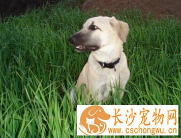 安娜图牧羊犬的性格 是非常忠实的守护犬