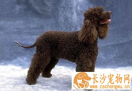 爱尔兰水猎犬的性格 气质稳定