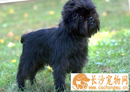 猴面犬的性格 个性勇敢机警
