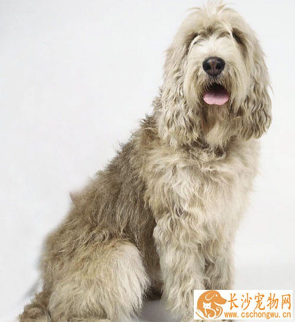 奥达猎犬的性格 侦探猎犬的后裔