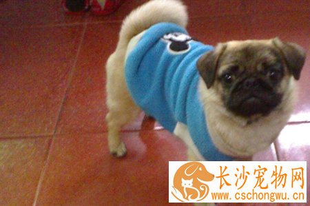 巴哥犬的性格?性格温和的它是你的选择吗？