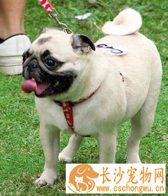 巴哥犬性格 看看温顺的它是否是你的选择呢