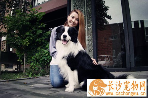 边境牧羊犬性格 有怎样的优缺点