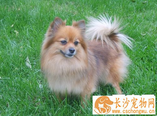 博美犬怎么样 性格上了解适合家养吗