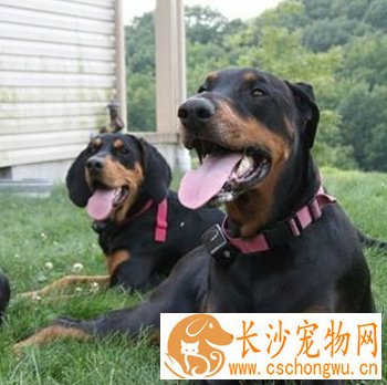 黑褐色猎浣熊犬的形态特征 该犬很有活力