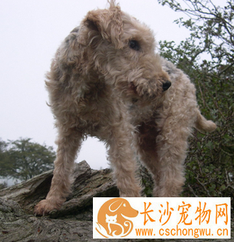 湖畔梗的形态特征 湖畔梗有很多种颜色