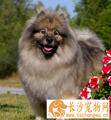 荷兰毛狮犬的形态特征 外形与博美很相像