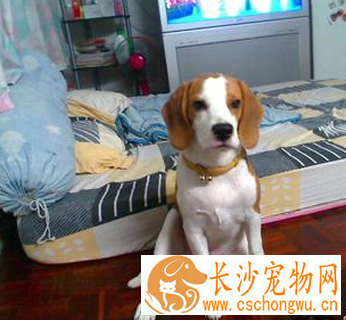 哈利犬的形态特征 该犬整体比例很协调