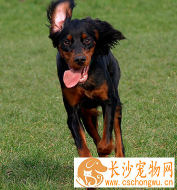 哥顿雪达犬的形态特征 眼睛是深褐色的