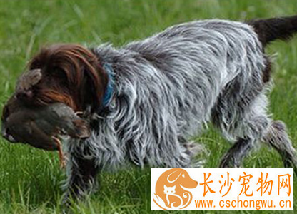 刚毛指示格里芬犬的形态特征 