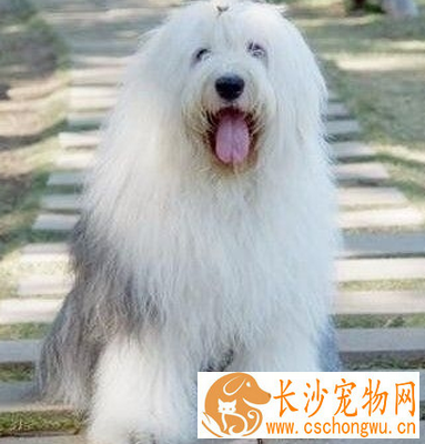古代牧羊犬的形态特征 此犬厚肢肌肉发达