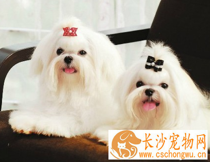 漂亮的小型犬 典型特征是被毛美丽
