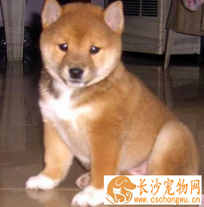 秋田犬幼犬特征 被毛应为双层毛