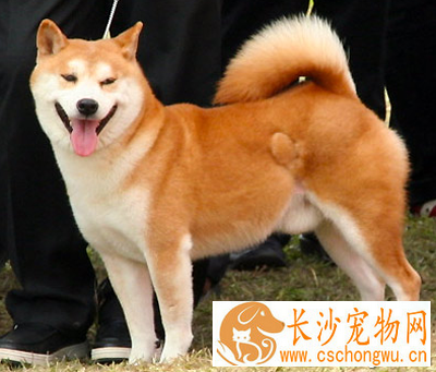 秋田犬和柴犬的区别 在外形特征上很相似