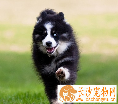 芬兰猎犬的形态特征 有非常匀称的身躯