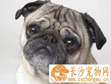 巴哥犬的特征 长着一张黑而且扁的脸