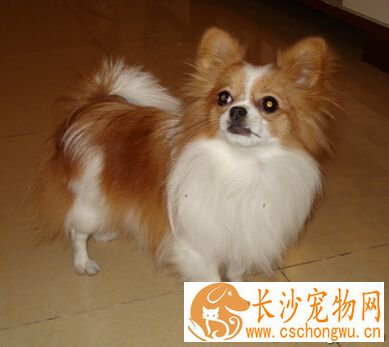 蝴蝶犬的特征 有着蝴蝶翅膀般的大耳朵