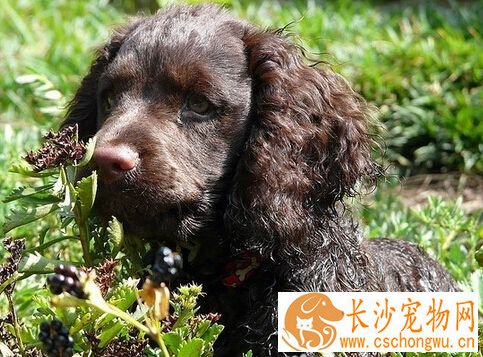 美国水猎犬的形态特征 游泳如同海豹一样快