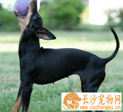 曼彻斯特梗的形态特征 眼睛类似杏仁状