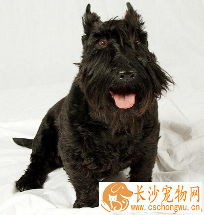 苏格兰梗怎么选 了解该犬的外形特征