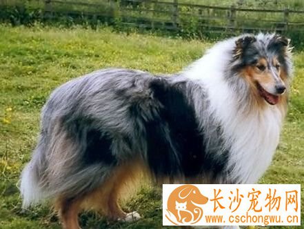 苏格兰牧羊犬的特点 它有独特的狼犬特征