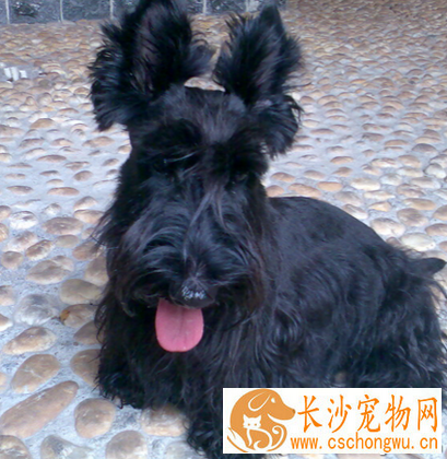 苏格兰梗的形态特征 该犬整体体型很匀称