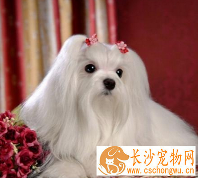 西施犬的特征 全身披有华丽的长毛
