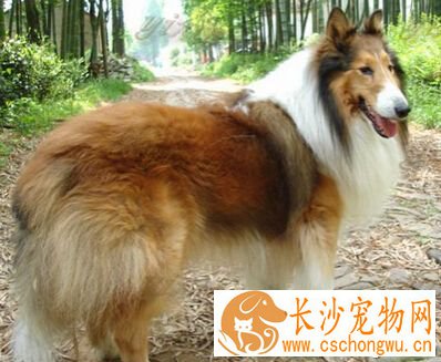 苏格兰牧羊犬的特征 最特别之处应属头部
