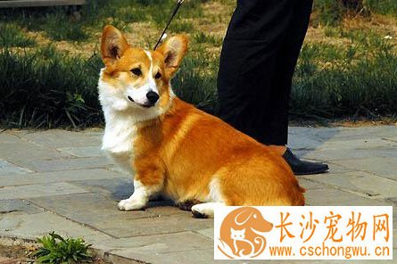 小型犬有哪些 小型犬的标准以及特征是什么