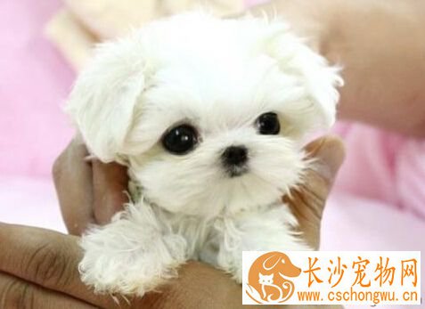 玛尔济斯犬的基本特征 饲养上应该注意哪些