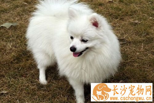  纯种博美犬的特征 饲养博美需要注意些什么