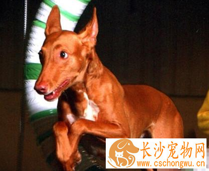 法老王猎犬的形态特征 该犬血统高贵