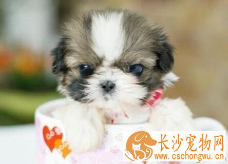 迷你犬有哪些 有怎样的特征以及饲养环境
