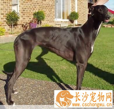 灵缇犬的特征 该犬身体结构优美