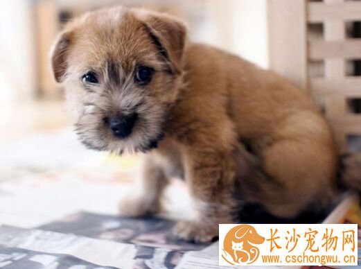 罗福梗哪里买 买之前多关注其特征资料