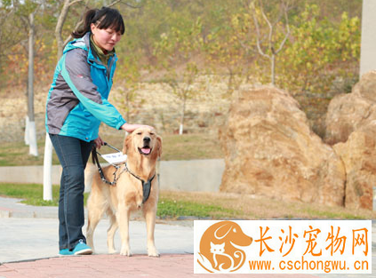 导盲犬一般用什么狗 选性格较稳定的狗