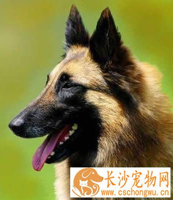 比利时马林诺斯犬的性格 该犬精力旺盛
