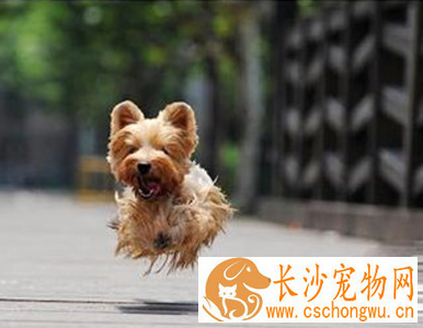 丝毛梗的性格 该犬非常的开朗活泼