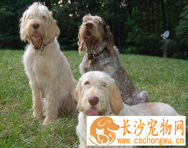 史毕诺犬的性格 有耐心并且很温顺
