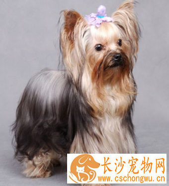 丝毛梗多少钱 该犬具有梗类的性格