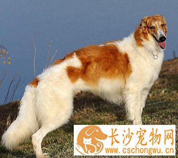 苏俄猎狼犬的性格 该犬举止很优雅
