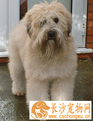 软毛麦色梗的性格 该犬争斗性较弱