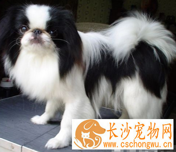 日本狆的性格 该犬比较爱表现自己