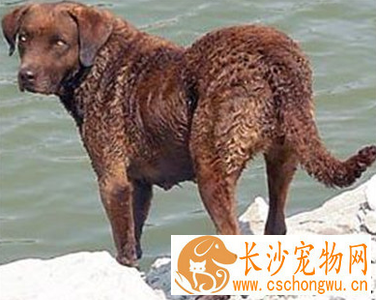 乞沙比克猎犬的性格 该犬活泼聪明