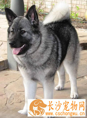 挪威猎麋犬的性格 一种有主见的守卫犬
