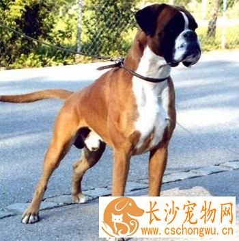 拳师犬的性格 该犬对主人十分忠诚