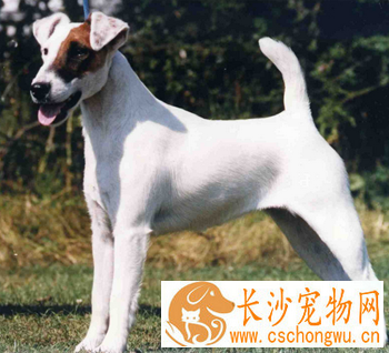 平毛猎狐梗的性格 该犬天性机敏活泼