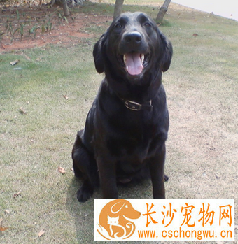 平毛寻回犬的性格 是一种理想的伴侣狗
