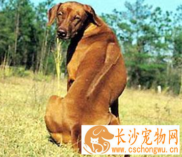 罗得西亚脊背犬的性格 性格较平易近人