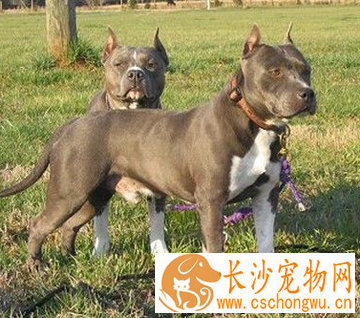 美国史特富郡梗的性格 它对小孩极为温和
